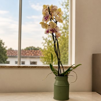 Vaso Verona